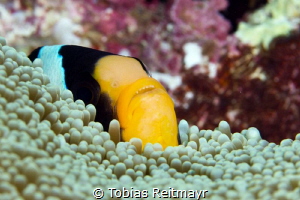 Clark's Anemonefish hiding, Shark Fins Reef, Similans by Tobias Reitmayr 